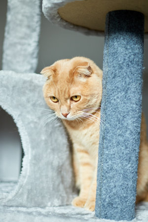 Cute funny cat playing on Furniture Scratching Deterrent Tree at home, Scratching Posts, love petの写真素材
