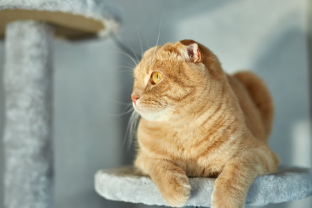 Cute funny cat playing on Furniture Scratching Deterrent Tree at home, Scratching Posts, love petの写真素材