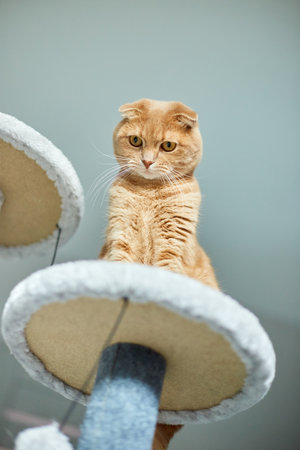Cute funny cat playing on Furniture Scratching Deterrent Tree at home, Scratching Posts, love petの写真素材