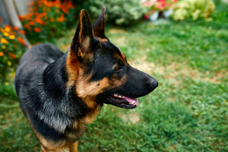 Happy German Shepherd in profile with a protruding, love dog, summer outdoor. Petの写真素材