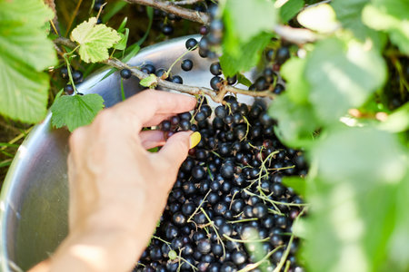 Hands of a woman harvesting berries, Freshly gathered organic black currants in bowl in home garden bush, harvest of berry.の写真素材