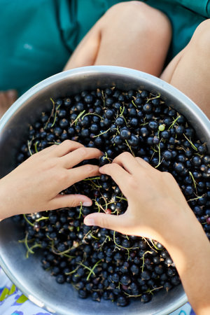 Top view Child hold in hand Freshly gathered organic black currants in bowl in home garden, harvest of berry outdoor.の写真素材