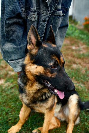German Shepherd in profile with a protruding tongue, love dog, summer outdoor. Petの写真素材