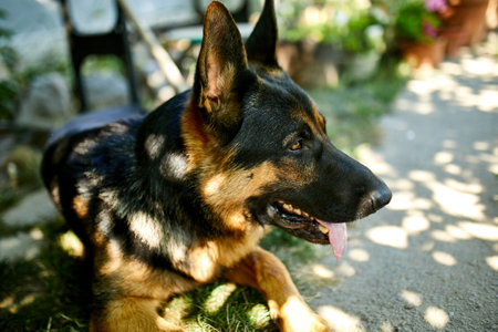 German Shepherd in profile with a protruding tongue, love dog, summer outdoor. Petの写真素材