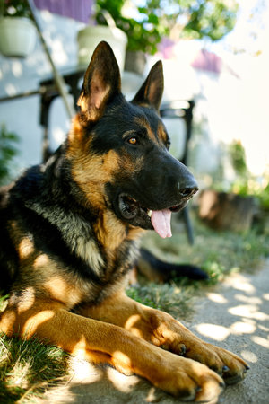 German Shepherd in profile with a protruding tongue, love dog, summer outdoor. Petの写真素材