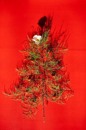 Flat Lay Of needle Leaves In A Shape Of A Christmas Tree with flower and berries, Christmas tree decorated on a red backgroundの写真素材