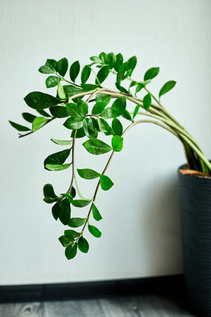 Zamioculcas zamiifolia plant on white  background, Home plant with green leaves,  Concept of home gardening,  Zanzibar gem, ZZ plant, Zuzu plant, aroid palm, eternity plant or emerald palm Copy space.の写真素材