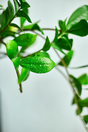 Zamioculcas zamiifolia plant on white  background, Home plant with green leaves,  Concept of home gardening,  Zanzibar gem, ZZ plant, Zuzu plant, aroid palm, eternity plant or emerald palm Copy space.の写真素材