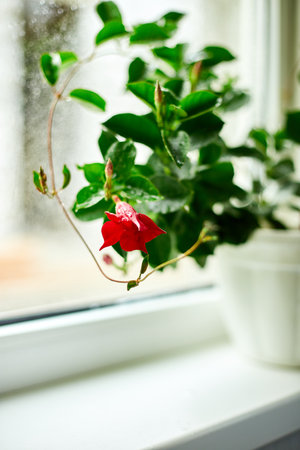 Red Dipladenia flower growing in the pot on the windowsill at home, Mandevilla sanderi with soft focus in the background, gardening concept.の写真素材