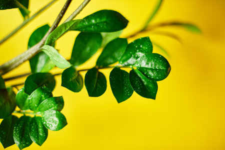 Zamioculcas zamiifolia plant on yellow background, Home plant with green leaves,  Concept of home gardening,  Zanzibar gem, ZZ plant, Zuzu plant, aroid palm, eternity plant or emerald palm Copy space.の写真素材