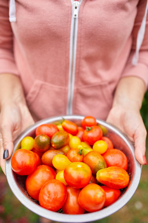 Farmer woman holding box full of fresh raw tomatoes in the hands. Woman holding harvested tomato, local food, delivery, harvesting agricultural product for online sellingの写真素材