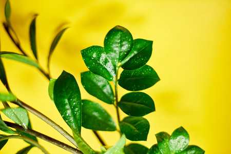 Zamioculcas zamiifolia plant on yellow background, Home plant with green leaves,  Concept of home gardening,  Zanzibar gem, ZZ plant, Zuzu plant, aroid palm, eternity plant or emerald palm Copy space.の写真素材