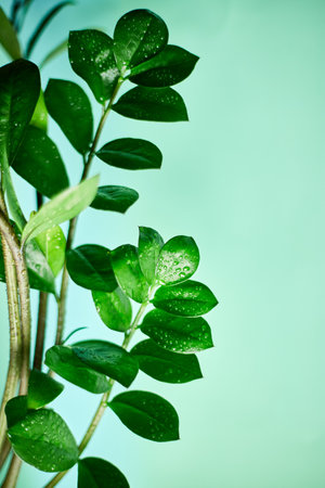 Zamioculcas zamiifolia plant on green background, Home plant with green leaves,  Concept of home gardening,  Zanzibar gem, ZZ plant, Zuzu plant, aroid palm, eternity plant or emerald palm Copy space.の写真素材
