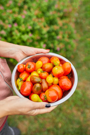 Farmer woman holding box full of fresh raw tomatoes in the hands. Woman holding harvested tomato, local food, delivery, harvesting agricultural product for online sellingの写真素材