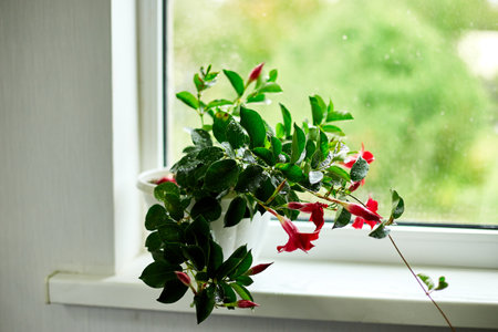 Red Dipladenia flower growing in the pot on the windowsill at home, Mandevilla sanderi with soft focus in the background, gardening concept.の素材 [FY310202433176]