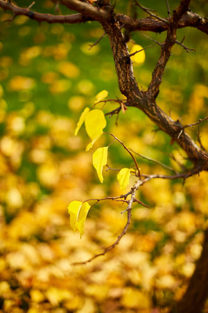 Beautiful yellow autumn leaves background, windy trees, outdoor sunlight, copy space.の写真素材