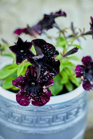 Black petunia flowers with water droplets bloom in a blue ceramic pot.の写真素材