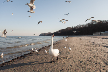 Seagull on coin-operated binoculars in Polandの写真素材