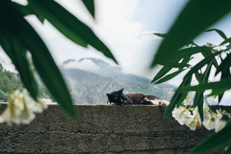 formidable white with a black cat sitting on a rock in the background of the mountainsの写真素材