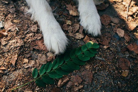 image with labrador outdoors walkの写真素材