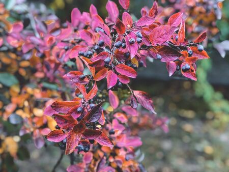 Closeup of a barberry bush. Photo of plants.