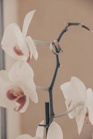 Photography of wedding rings on an orchid branch next to white orchid flowers. Wedding photography, photography of wedding accessories. Application in the wedding industry.の写真素材