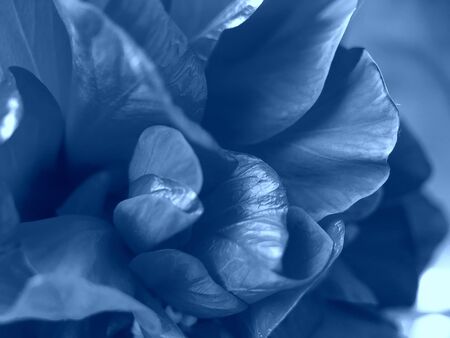 Classic blue color of the year 2020. Main trend natural and authentic concept.Nature photography.の写真素材