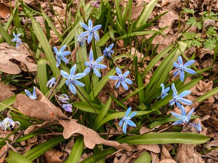 Snowdrops on the ground in the forest. Photography of spring. Natural background.の写真素材