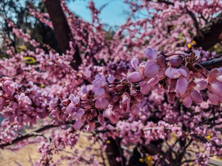 Spring sakura blossom. Beautiful natural background. Photography of flowers.