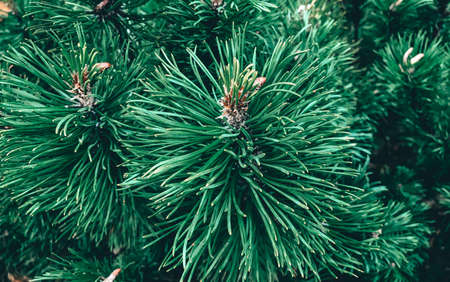 The texture of the fir tree as a symbol of the new year and christmas. Close-up of spruce tree twigs in beautiful green color. Green natural background.の写真素材