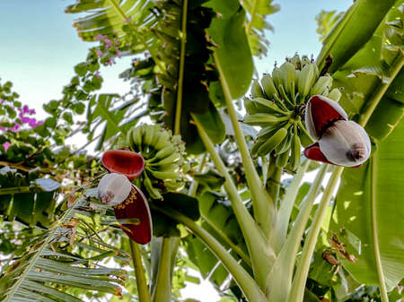 Bottom perspective of a banana tree with fruits and flowers of a banana tree against a background of...
