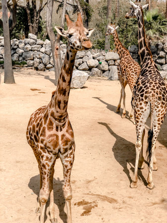 eautiful giraffes in a large open-air cage at the zoo. Photography of giraffes.の写真素材