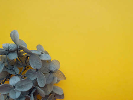 Flowers composition from hydrangea flowers color ultimate gray on Illuminating background. Colors of the year 2021, spring, summer template for your projects.の写真素材