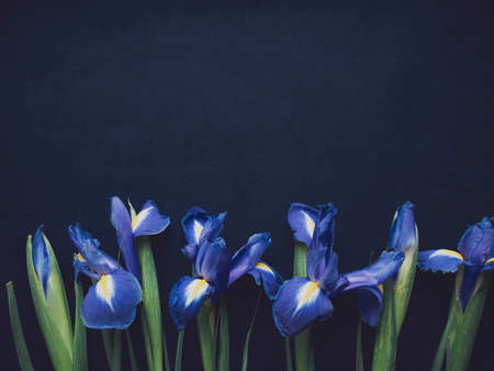 Flowers composition. Frame made of irises flowers on blue background. Valentines day, mothers day and womens day concept. Flat lay, top view.の写真素材