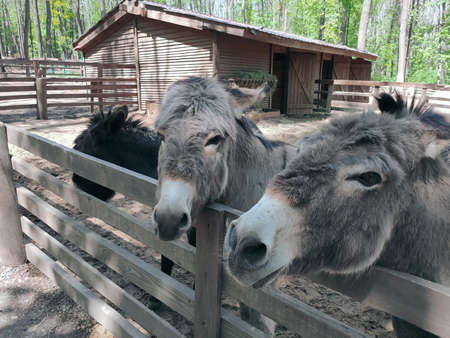 Two donkeys in the zoo look one way. Photography of animals.
