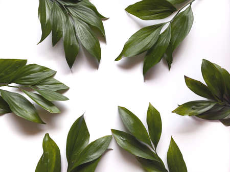 Leaves composition. Frame made of green leaves on white background. Wedding day, mothers day and womens day concept. Flat lay, top view.の写真素材