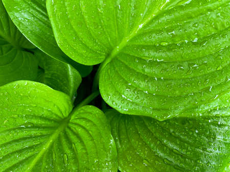 Green background in the form of leaves of a hosta plant close-up. Natural background.