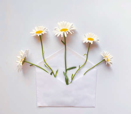 White envelope with white daisies inside on a white background. Template for newsletters and other...