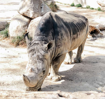 A rhinoceros walks in the territory of the Barcelona Zoo.の写真素材