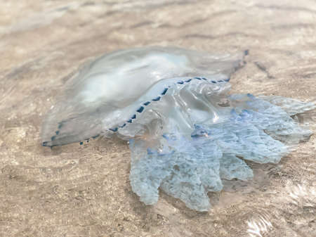 A large jellyfish swims on the seashore on a sunny clear dayの写真素材