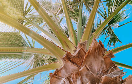 Palm trees bottom view. Summer and travel concept.の写真素材