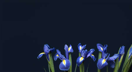 Flowers composition. Frame made of irises flowers on black background. Valentines day, mothers day and womens day concept.の写真素材