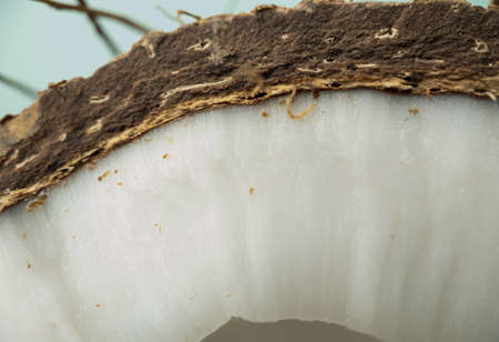Closeup texture of a cutaway coconut fruit on a blue background