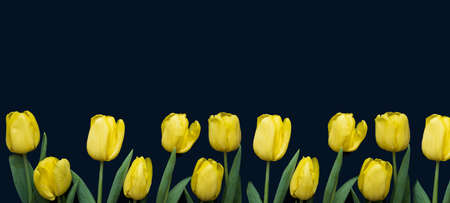 Flowers composition. Frame made of yellow tulips on blue backgroundの写真素材