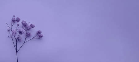 Flowers composition on background in color of the year 2022 very peri. Spring, summer conceptの写真素材