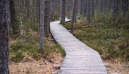 A wooden path in the Soomaa National Park in Estonia among the forest and marshland on a clear dayの写真素材