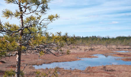 A wooden path in the Soomaa National Park in Estonia among the forest and marshland on a clear day