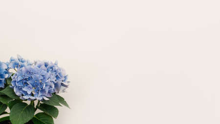 Flowers composition from blue hydrangea flowers on white background.の写真素材