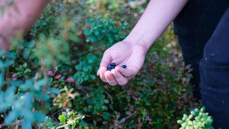 Harvesting blueberries. Close-up of blueberries picked in the forest in handの写真素材