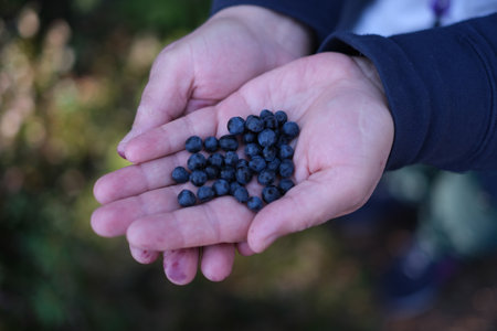 Harvesting blueberries. Close-up of blueberries picked in the forest in handの写真素材